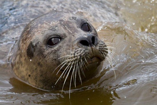 Westküstenpark & Robbarium